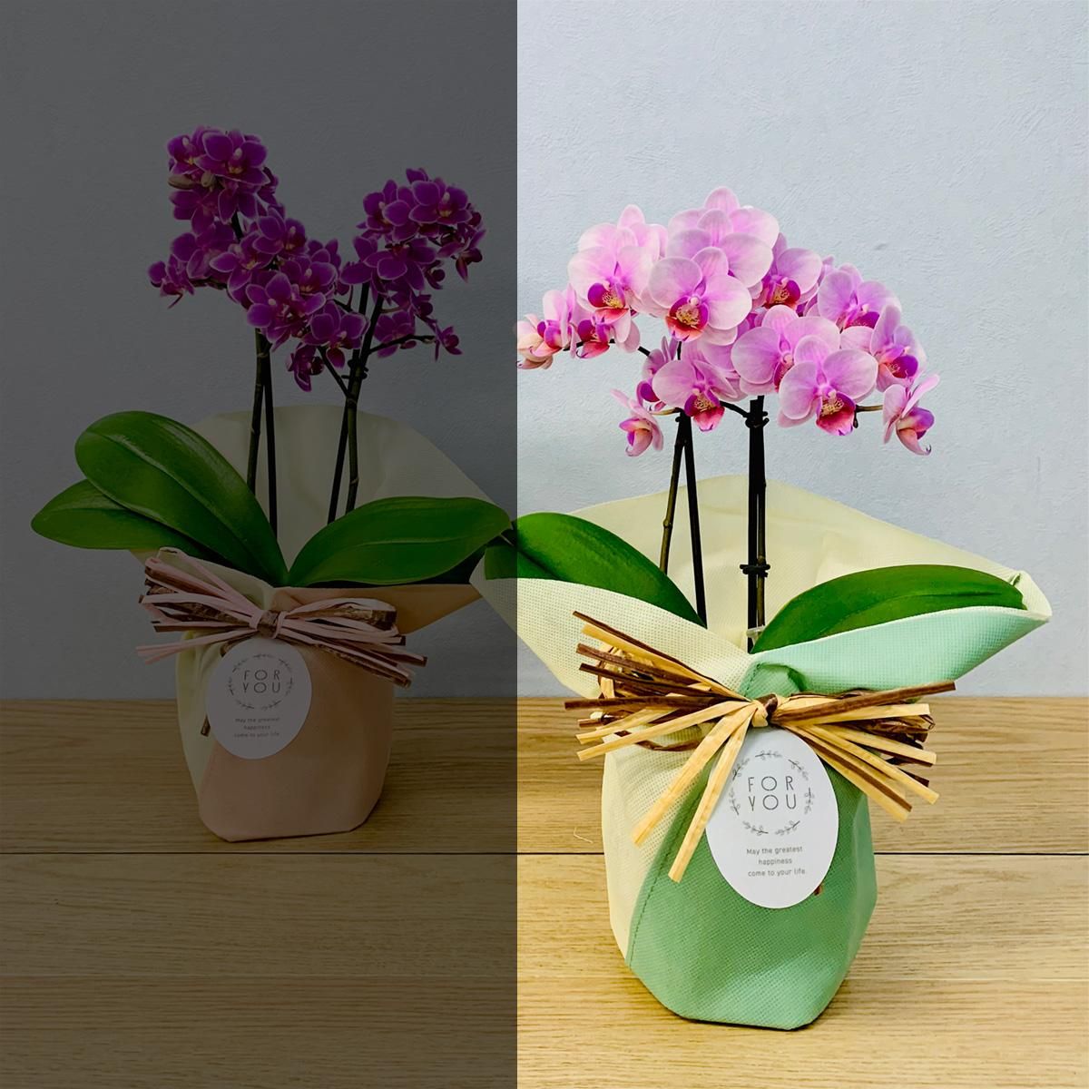胡蝶蘭》旬の品種をお届け ピンク系胡蝶蘭 2本立ち ソフィアバッグ