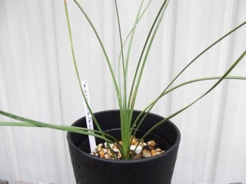 ダシリリオン・ロンギシマム 3.5号 - 植物と暮らす m-plant