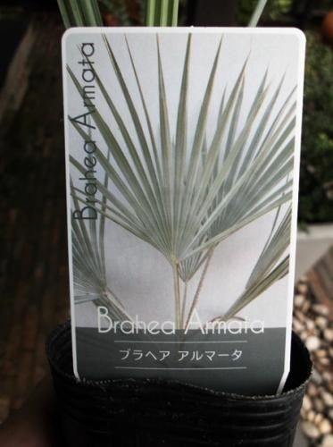 ブラヘア・アルマータ - 植物と暮らす m-plant