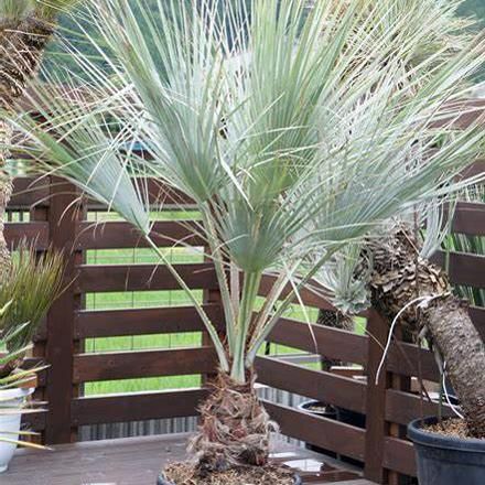 ブラヘア・アルマータ - 植物と暮らす m-plant