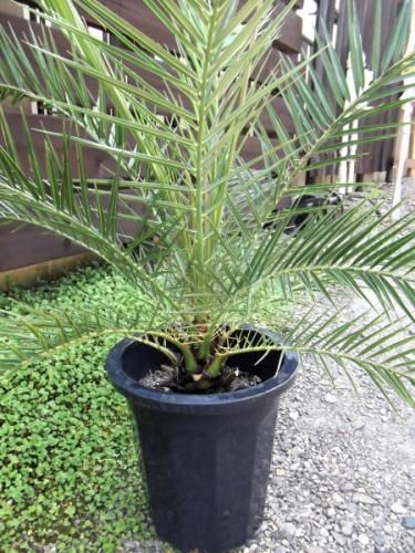 カナリーヤシ 10号 - 植物と暮らす m-plant
