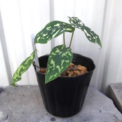 アロカシア・ヒロビューティー タラ 3号 - 植物と暮らす m-plant