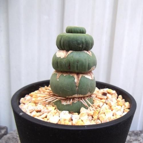 ユーリキニア・カスタネア スピラリス 3.5号 - 植物と暮らす m-plant