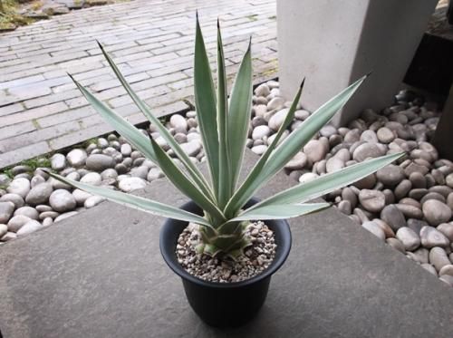 白閃光（ハクセンコウ） 6号 - 植物と暮らす m-plant