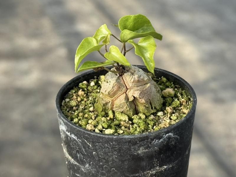 特価】亀甲竜 - 見元園芸webshop