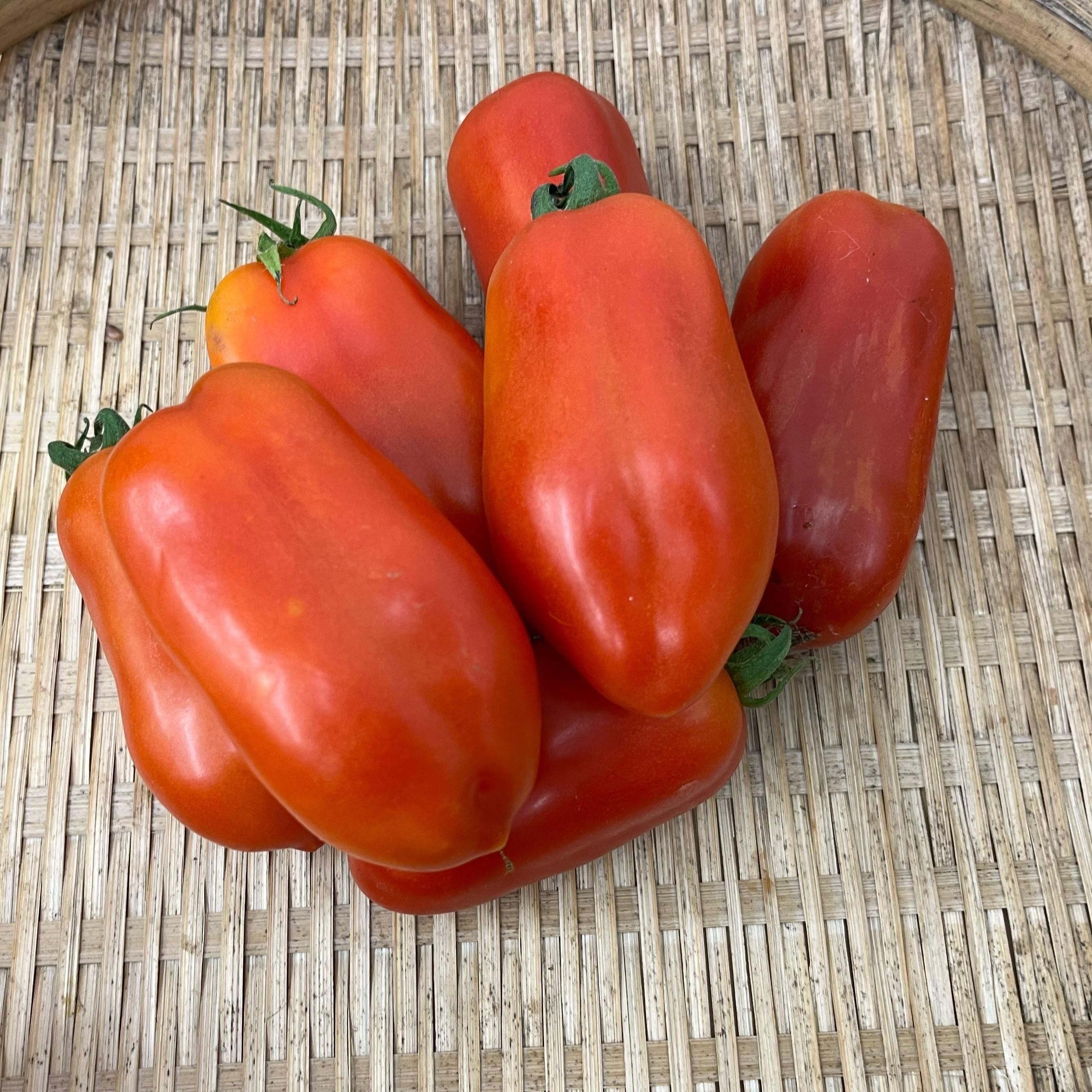 トマト サンマルツァーノの有機種子の通販 ｜ グリーンマーケット