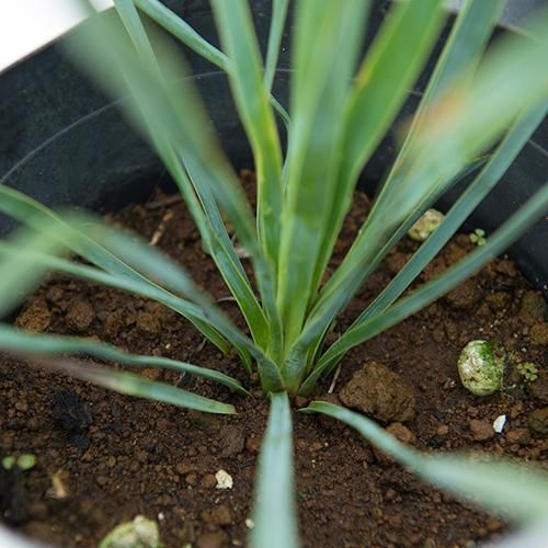 お買い得セット！［耐寒＆耐陰性］実生2～3年 ユッカ ロストラータ 2