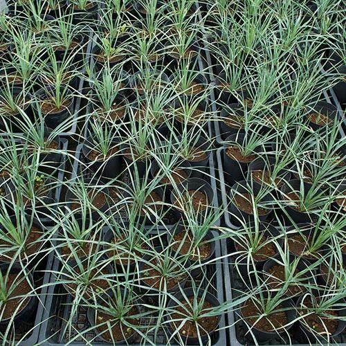 お買い得セット！［耐寒＆耐陰性］実生2～3年 ユッカ ロストラータ 2