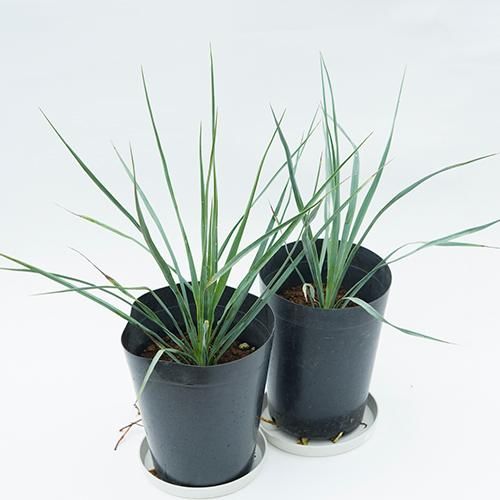 お買い得セット！［耐寒＆耐陰性］実生2～3年 ユッカ ロストラータ 2