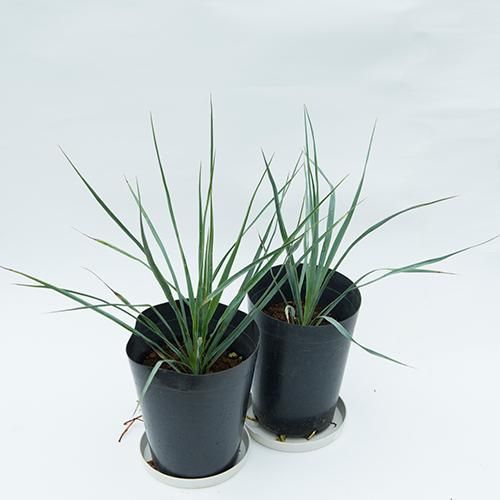 お買い得セット！［耐寒＆耐陰性］実生2～3年 ユッカ ロストラータ 2