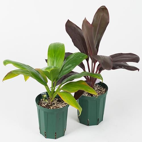 ティーリーフ Ti, Ki・5L号／HGPL-544 - ハワイアン・セレクトショップ