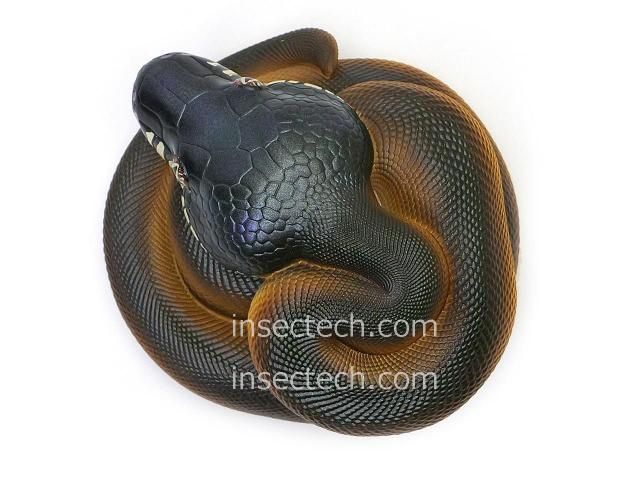 動物の惑星】「シークレット」シロクチニシキヘビ フィギュア - 昆虫