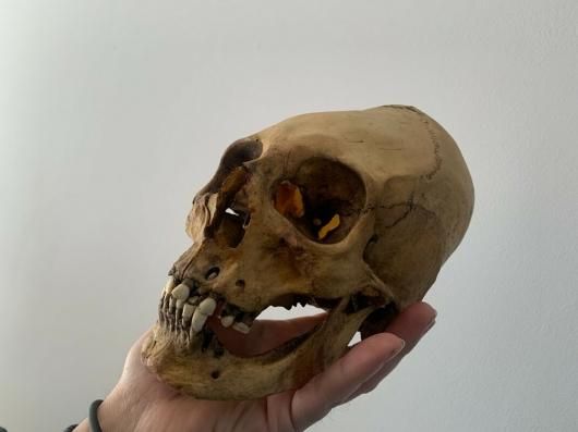 細長い頭蓋骨 レプリカ - 頭骨・骨格標本・剥製販売 【Core-Box】