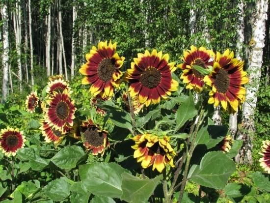 フロレンザ（ヒマワリ）の種 - マルシェ青空