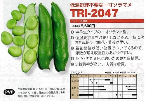 TRIー1114（登録品種）2026年秋種 - オガワのタネ