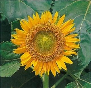 ひまわり（営利用） - オガワのタネ オンラインショップ