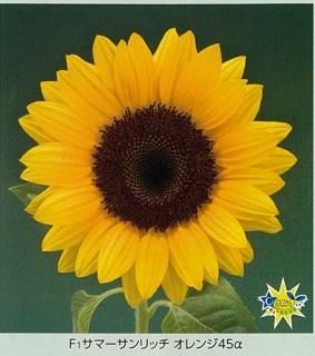 ひまわり（営利用） - オガワのタネ オンラインショップ