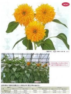 ひまわり（営利用） - オガワのタネ オンラインショップ