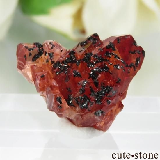 南アフリカ N'Chwaning I Mine産 ロードクロサイトの原石 No.16 - cute