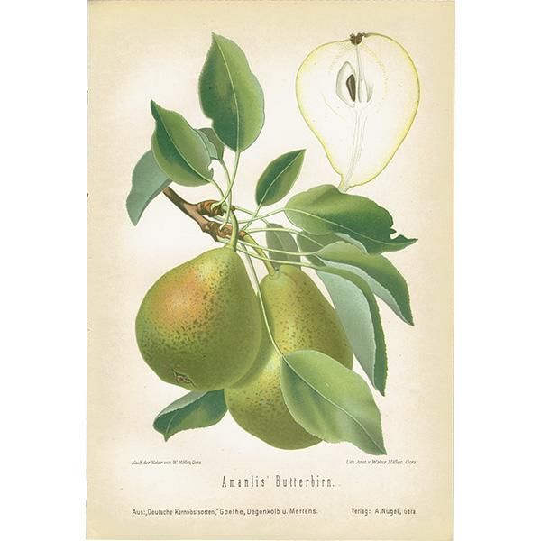 ドイツの果実学 ナシ（洋梨） 植物画 アンティーク ボタニカルアート