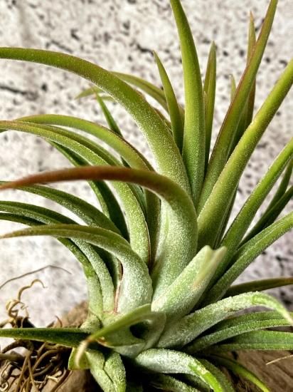 現品】チランジア・イオナンタ・ヘッジホッグ T. ionantha Hedgehog