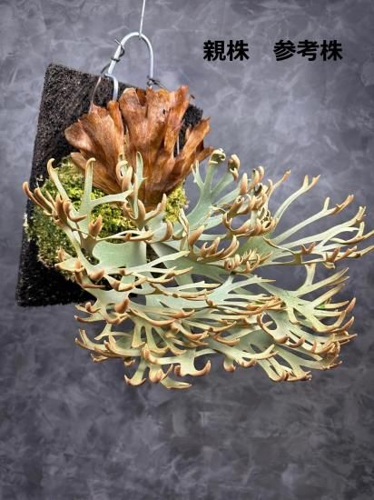 現品】ビカクシダ・ウィリンキー・O. M. G. 胞子培養 P. willinckii