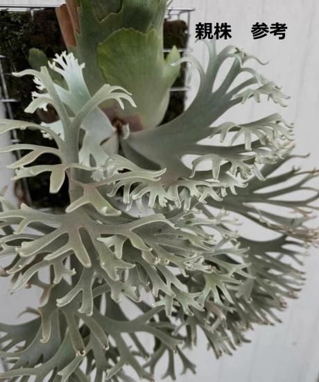 現品】ビカクシダ・ウィリンキー・ナノ 胞子培養 P. willinckii Nano