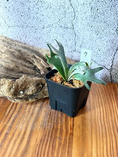 現品】ビカクシダ・ウィリンキー・ジェニー P. willinckii Jenny＃1 TC