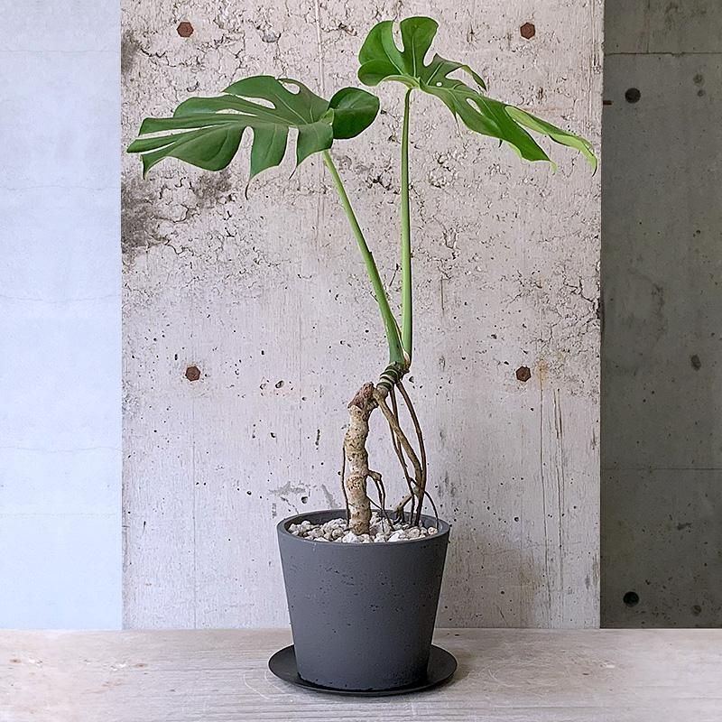 モンステラデリシオーサマクロコズム大型葉希少系統鉢植え高さ80㎝超大