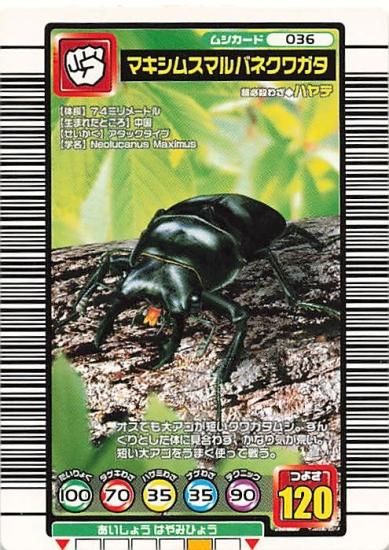 甲虫王者 ムシキング 036 マキシムスマルバネクワガタ 2004セカンド