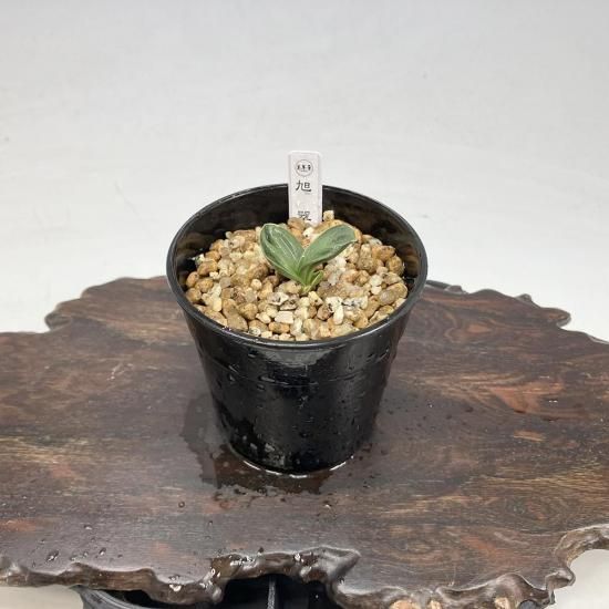 羅紗系 - 田哲園・万年青おもとのお店