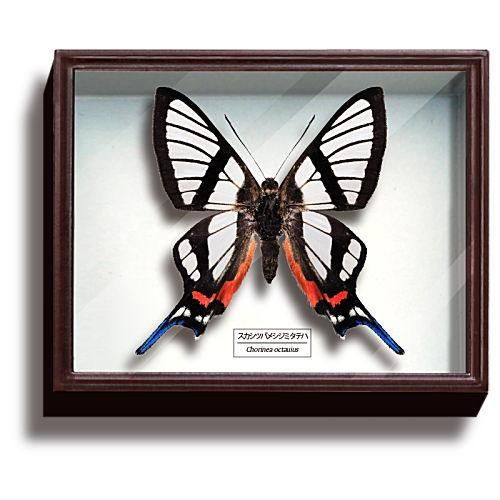 サイエンステクニカラー ドイツ箱マグネットコレクション3 [5.スカシ