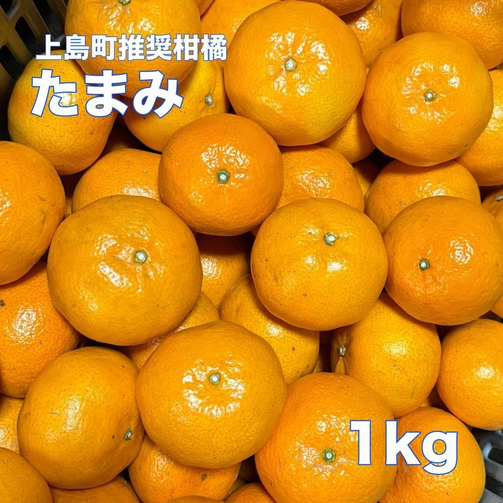 岩城島 生口島 瀬戸田 みかん はるみ