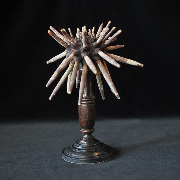 ウニの標本・バクダンウニ・2/フランスアンティーク雑貨・家具のSibora