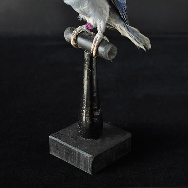 剥製 鳥・53/フランスアンティーク雑貨 Sibora