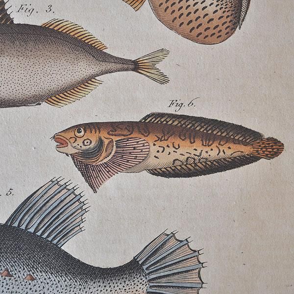 博物画 大判 19世紀 魚類/フランスアンティーク雑貨・家具のSibora