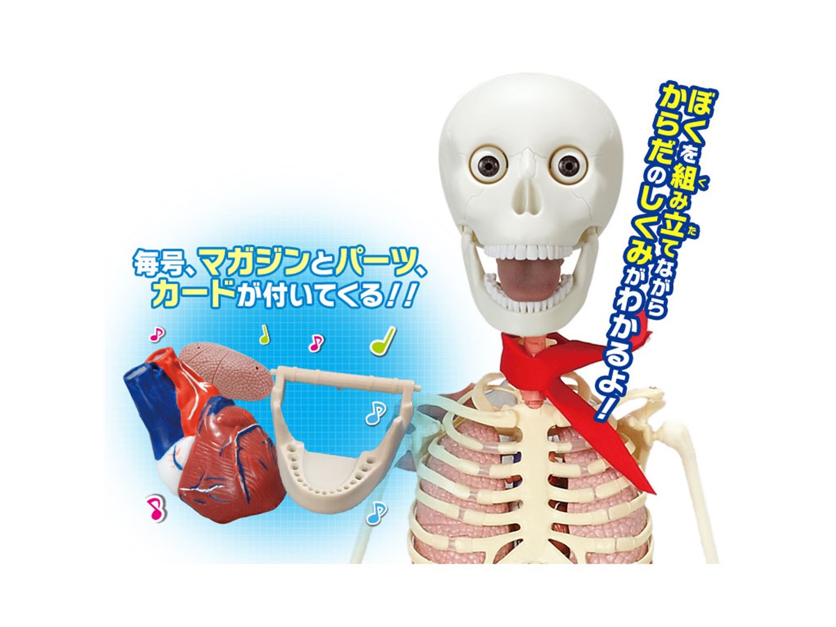 しゃべる人体模型”を組み立てて学ぶ週刊「おしえて！おしゃべり