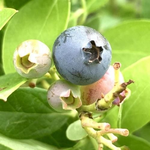 ブルーベリー 苗木 シャープブルー 13.5cmポット苗 3年生苗 サザンハイ