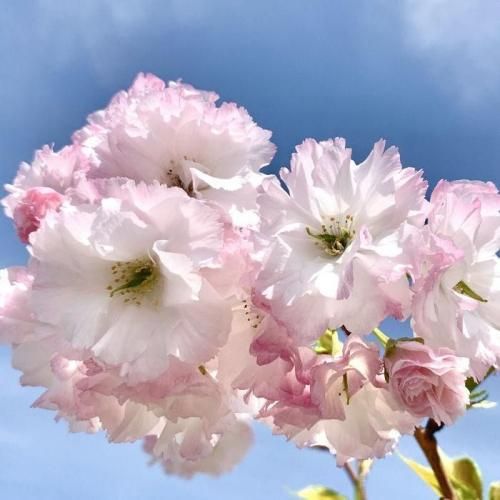 桜 苗木 松月桜 12cmロングポット苗 しょうげつざくら さくら 苗