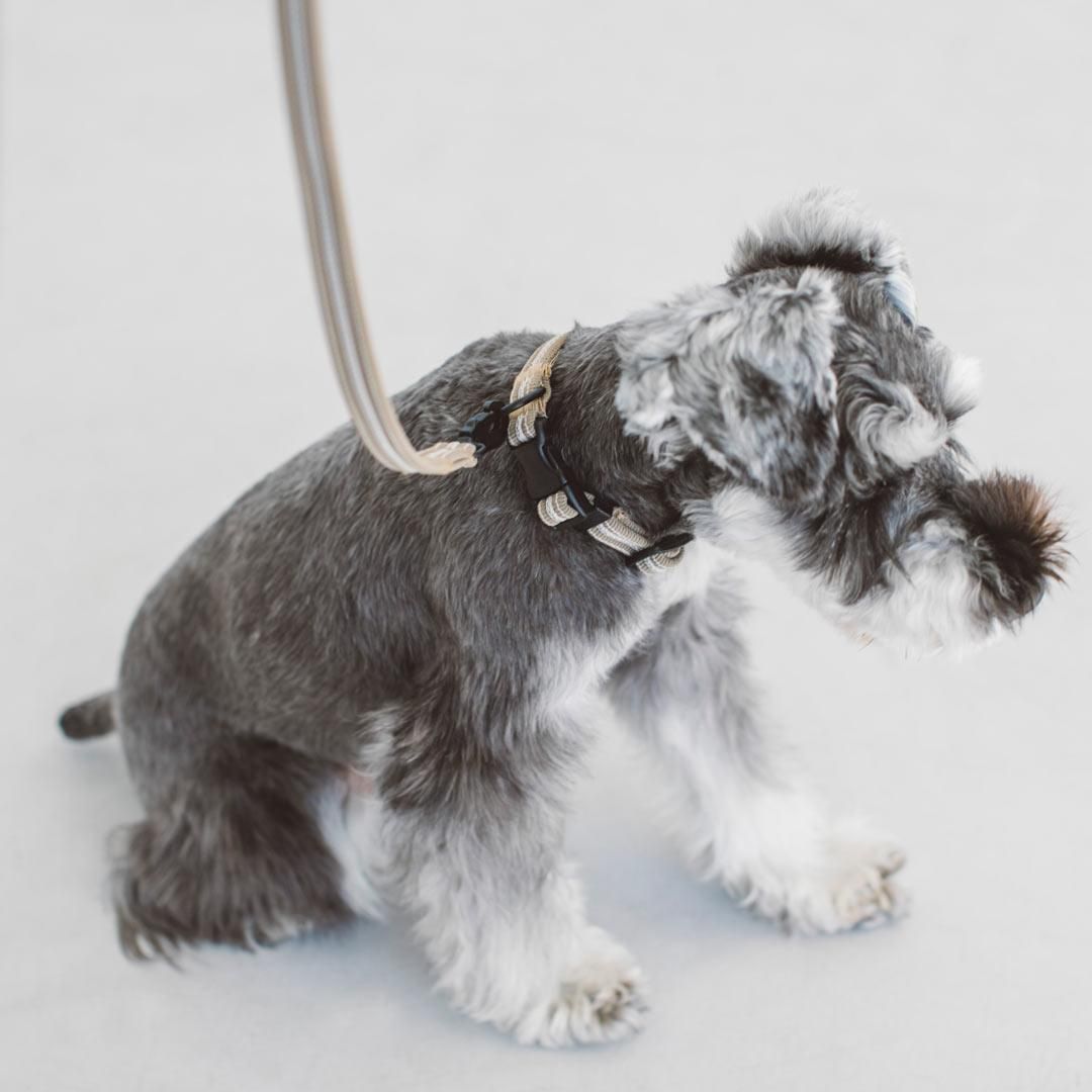 アンチオドール コンフォートカラー - ドッググッズ・猫グッズ通販