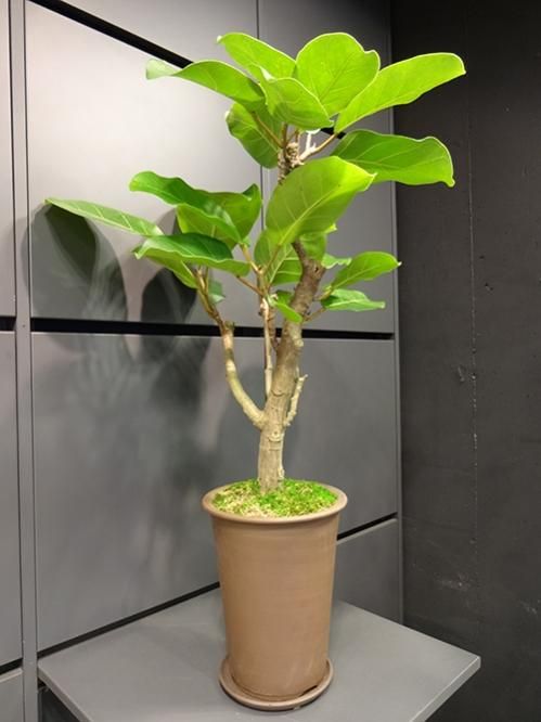 フィカス・アフリカンプリンス - REN online shop