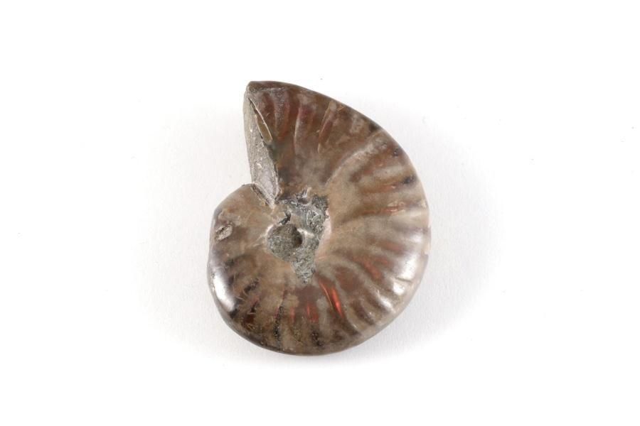 ファイヤーアンモナイト 化石 14.0g｜天然石 化石 通販 キラリ石