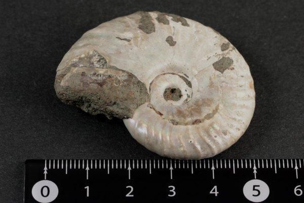 アンモナイト 化石 41.0g｜天然石 原石 通販 キラリ石