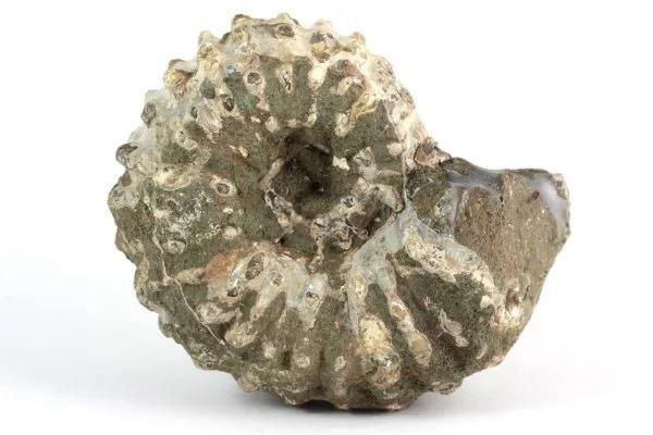 アンモナイト化石 北海道産 アナゴードリセラス 1.1kg｜キラリ石