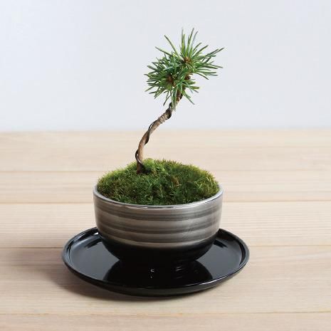 いっぷく metal（いっぷく メタル）／五葉松 - おしゃれなミニ盆栽