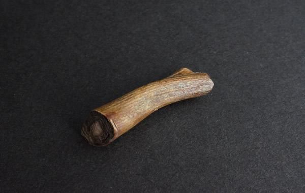 レインボーコーラル Rainbow Coral - greenfloat