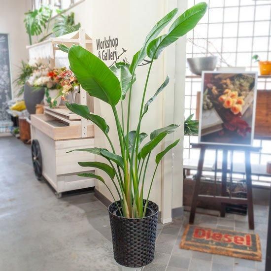 観葉植物 オーガスタ