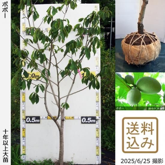 ポポーの地掘大苗 - 果樹苗・大苗・苗木販売の隅田農園@京都亀岡