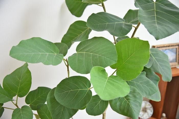 フィカス・エベレスト 112501 販売・通販 ［詳細ページ］ *tree tree*