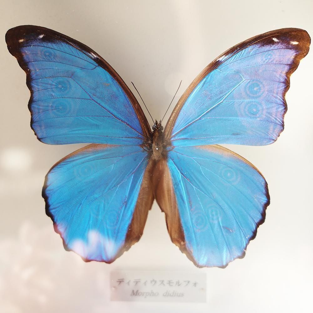 蝶標本「ディディウスモルフォ」 - 海福雑貨通販部